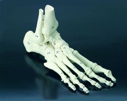  Foot Skeleton